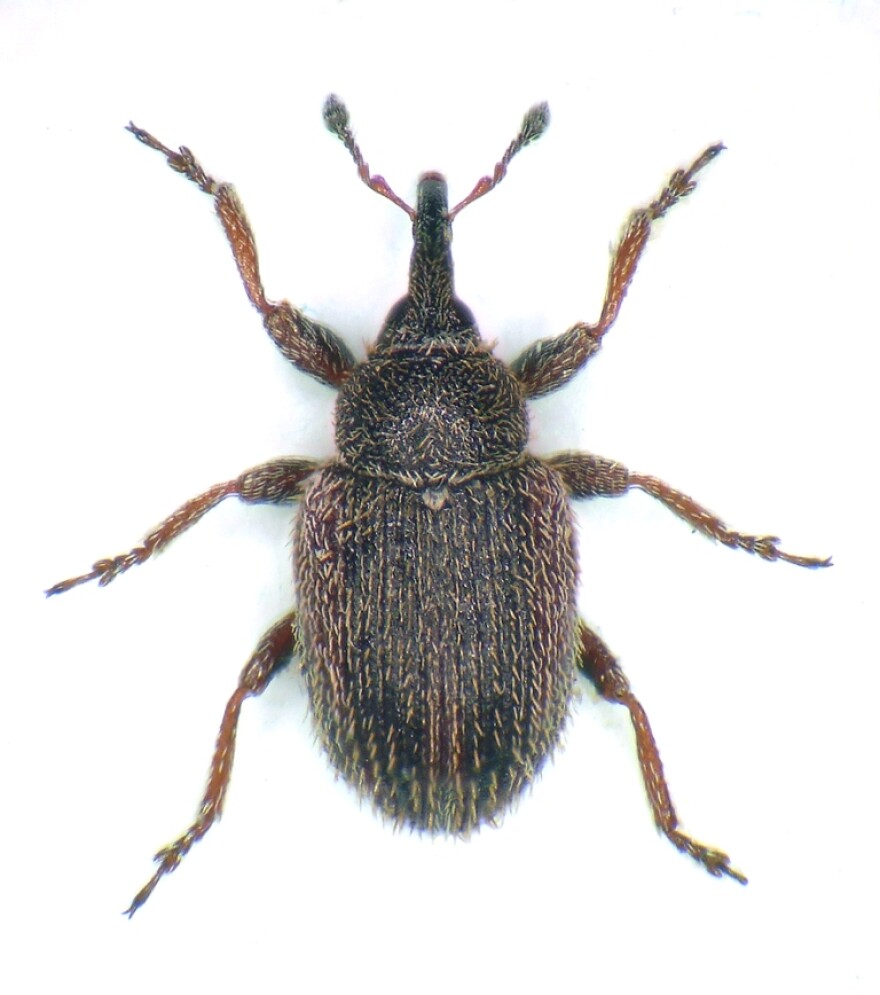Fig_W82_03_1.jpg