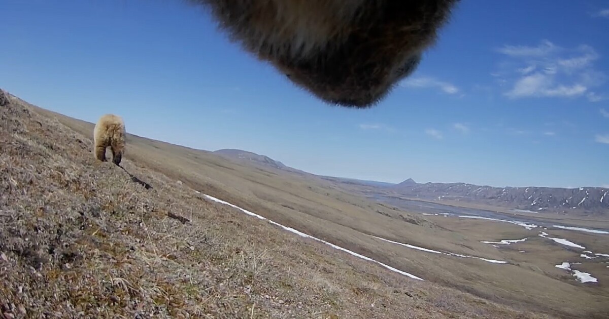 Camera-wearing grizzlies are showing scientists how they survive in the Arctic