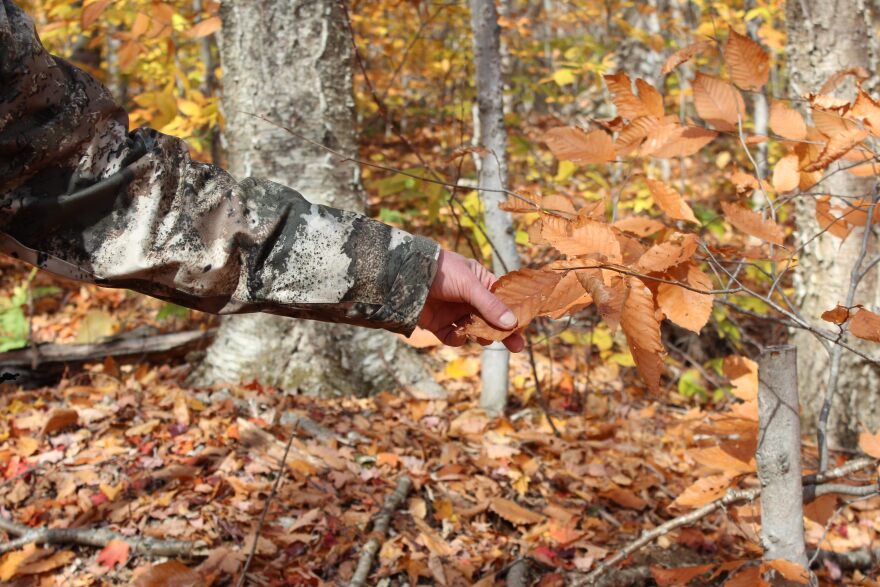 Ayres holds a leaf where scientists would look for caterpillars if they were doing normal field work during bird breeding season.