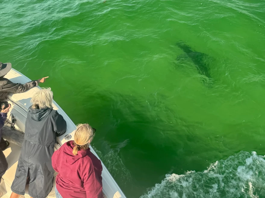 This image, taken from the flybridge of the boat with a polarized lens placed over the camera, shows a great white shark in shallow water as guests of the tour look on.