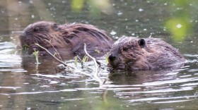 A pair of beavers work over some branches in shallow water south of Glennallen in central Alaska. (Courtesy Ken Tape)