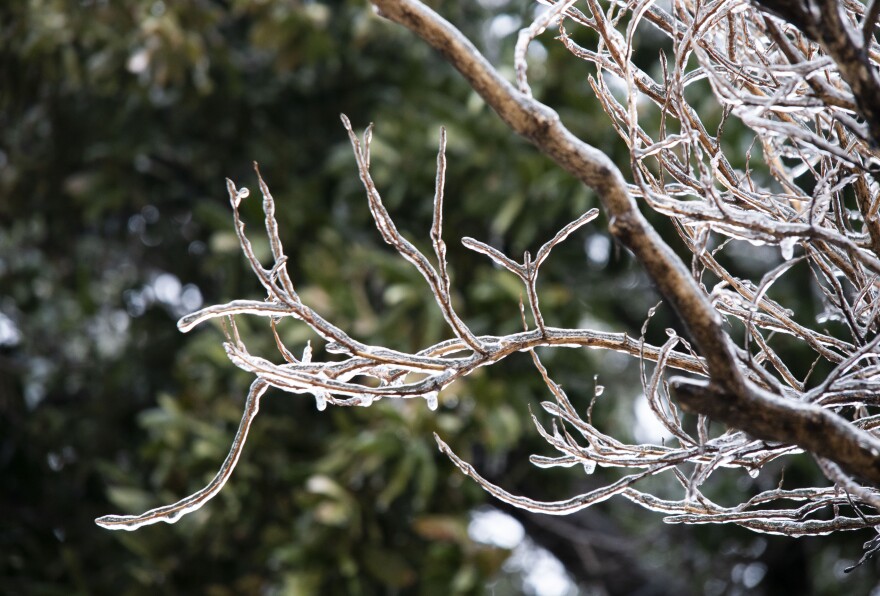 Ice accumulates on branches during the winter storm Thursday, Feb. 2, 2023, in Fort Worth.