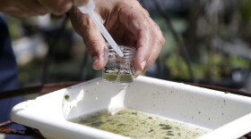 FILE - In this Tuesday, June 28, 2016 file photo, Evaristo Miqueli, a natural resources officer with Broward County Mosquito Control, takes water samples decanted from a watering jug, checking for the presence of mosquito larvae in Pembroke Pines, Fla. Gov. Rick Scott announced the number of Zika cases likely spread by local mosquitoes had increased to 14 and asked Monday, Aug. 1, 2016 for a federal emergency response team to help the state combat the spread of the virus in the U.S. (AP Photo/Lynne Sladky, File)