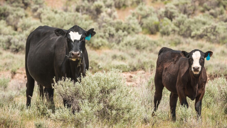 A cow is standing in an open field and chewing on grass while looking forward. Standing a few feet away is her calf, who is also looking straight ahead. Both cows are brown with white-colored areas on their heads and green tags on their left ears.