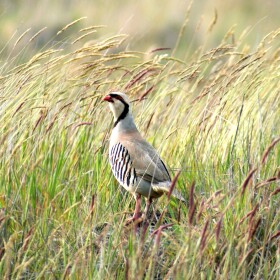 The chukar is a prized gamebird. It stands about a foot