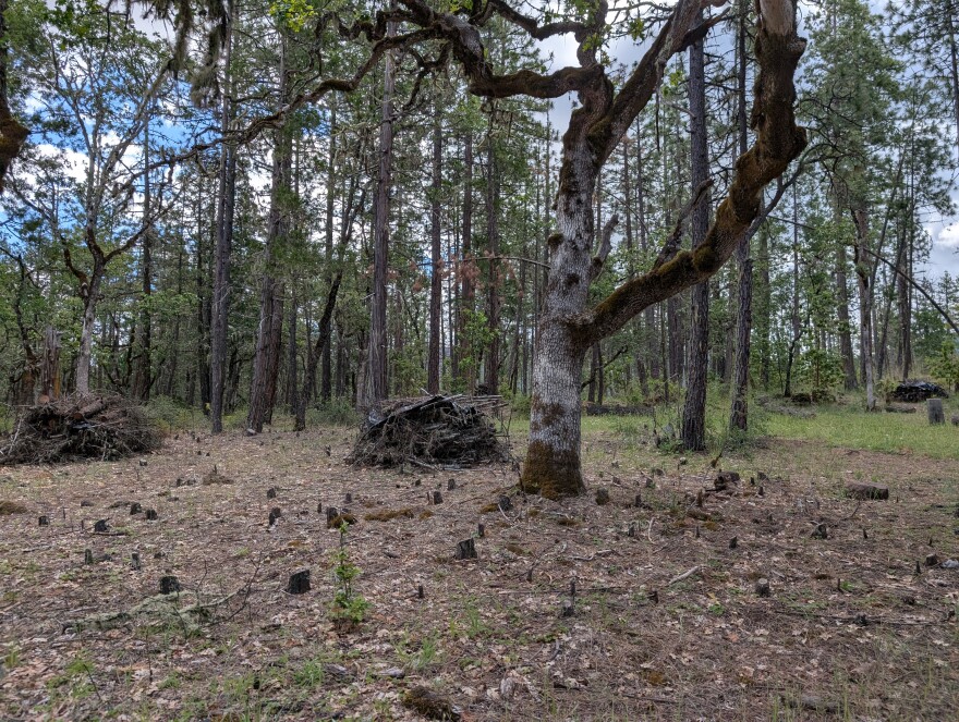 A clearing in a forest with an oak tree in the middle. A large amount of stumps surround the tree along with piles of branches