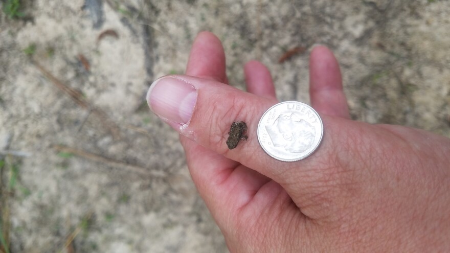 Houston toads grow to be about 2 to 3 inches long. They can be identified by a crest that forms around the back side of the toad's eyes.