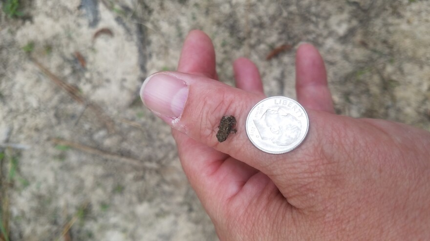 Houston toads grow to be about 2 to 3 inches long. They can be identified by a crest that forms around the back side of the toad's eyes. 