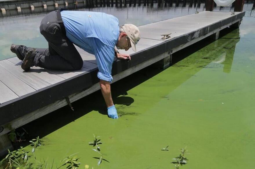 ohn Cassani, director at Calusa Waterkeeper, takes a water sample June 27, 2018, at W.P. Franklin Lock and Dam park, where a deepening algae bloom could be seen along the canal that is affecting waterways around Lake Okeechobee. 