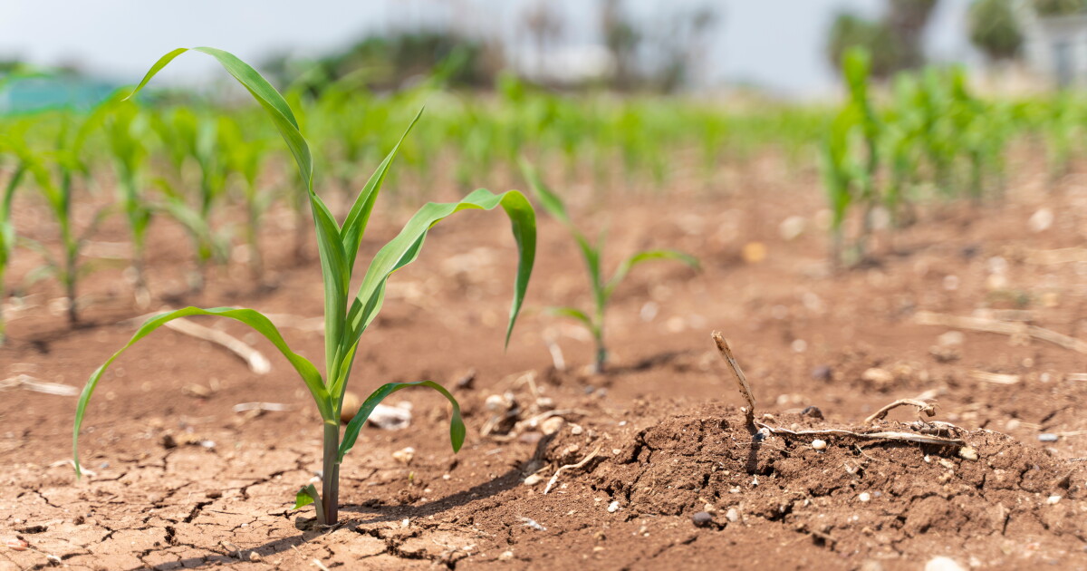 Federal aid now available for NC businesses impacted by drought