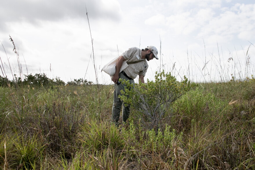 Sam Amodeo, a conservation associate at the Naples Botanical Garden, looks to see if there are any seeds that can be collected from one of the plants on Keewaydin Island that they are hoping to propagate. 