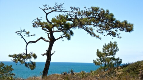 A Torrey Pine in San Diego, the only other place in the world besides Santa Rosa Island where the species is found.