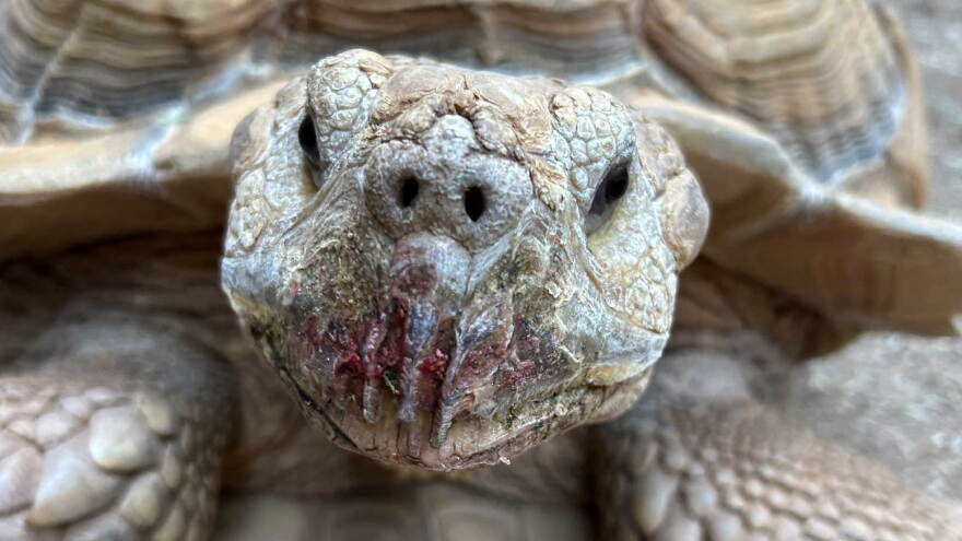 Southern Arizona Reptile Rescue & Education currently cares for about 40 tortoises, ranging in size from as small as a golf ball to as large as 200 pounds.