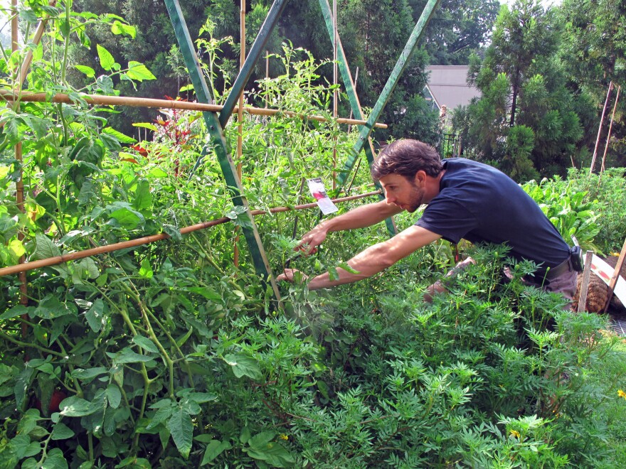 Joe Brunetti, a horticulturalist with Smithsonian Gardens, prunes Cherokee Purple tomato vines at the American Museum of Natural History Victory Garden.