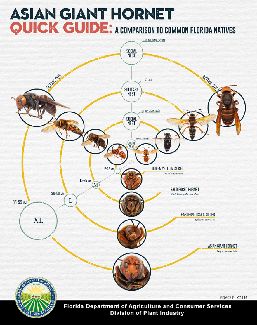 The Florida Department of Agriculture and Consumer Services released this guide on how to quickly identify native species of hornet and how that compares to the Asian giant hornet.