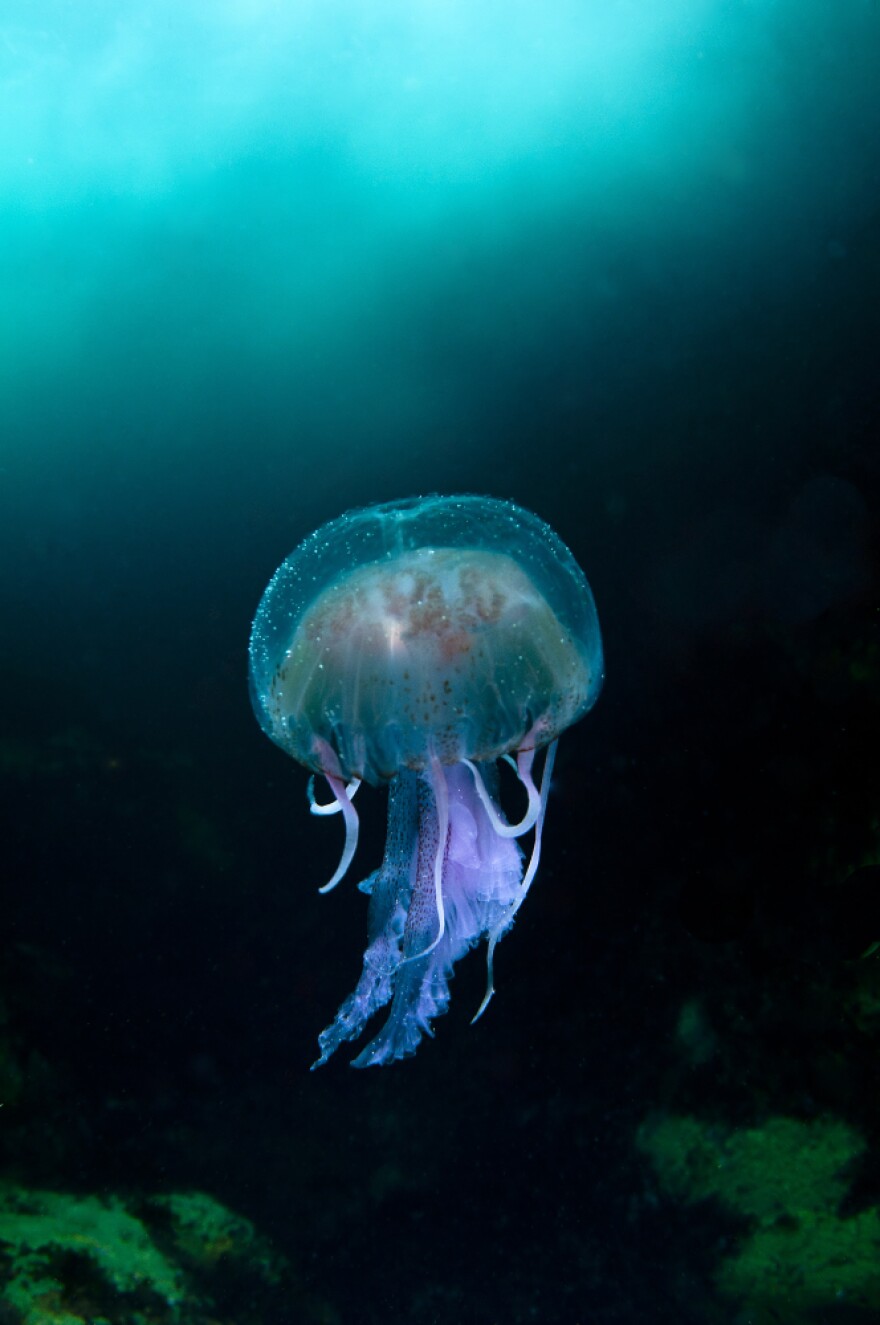"Jellyfish in the Blue Sea of Sula Sgeira" by Richard Shucksmith