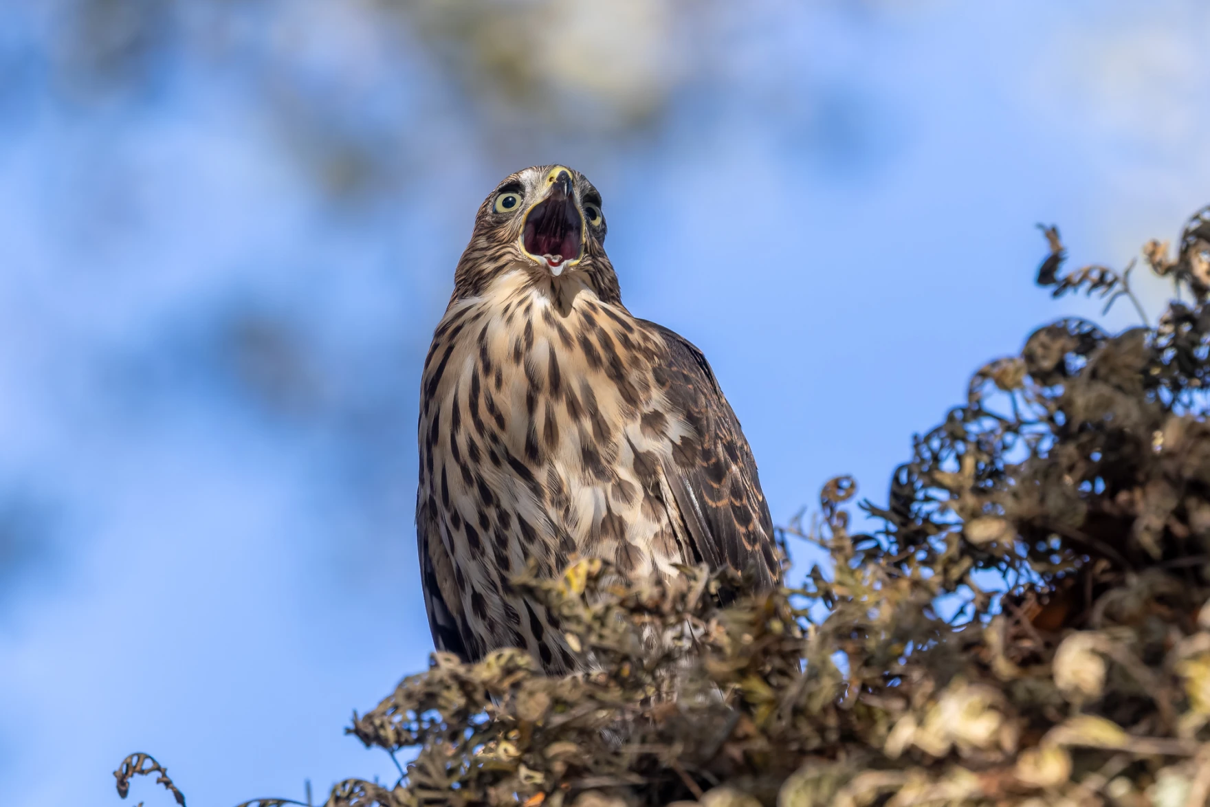 Humans are to blame for urban Cooper’s hawk deaths
