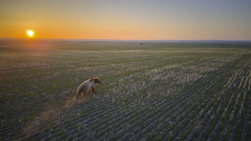 A grizzly bear runs across a farm field in north-central Montana at sunset. The bear is being hazed by wildlife managers using a drone, which is not visible in the image. Dust kicks up behind the bear as it moves through rows of young crops.