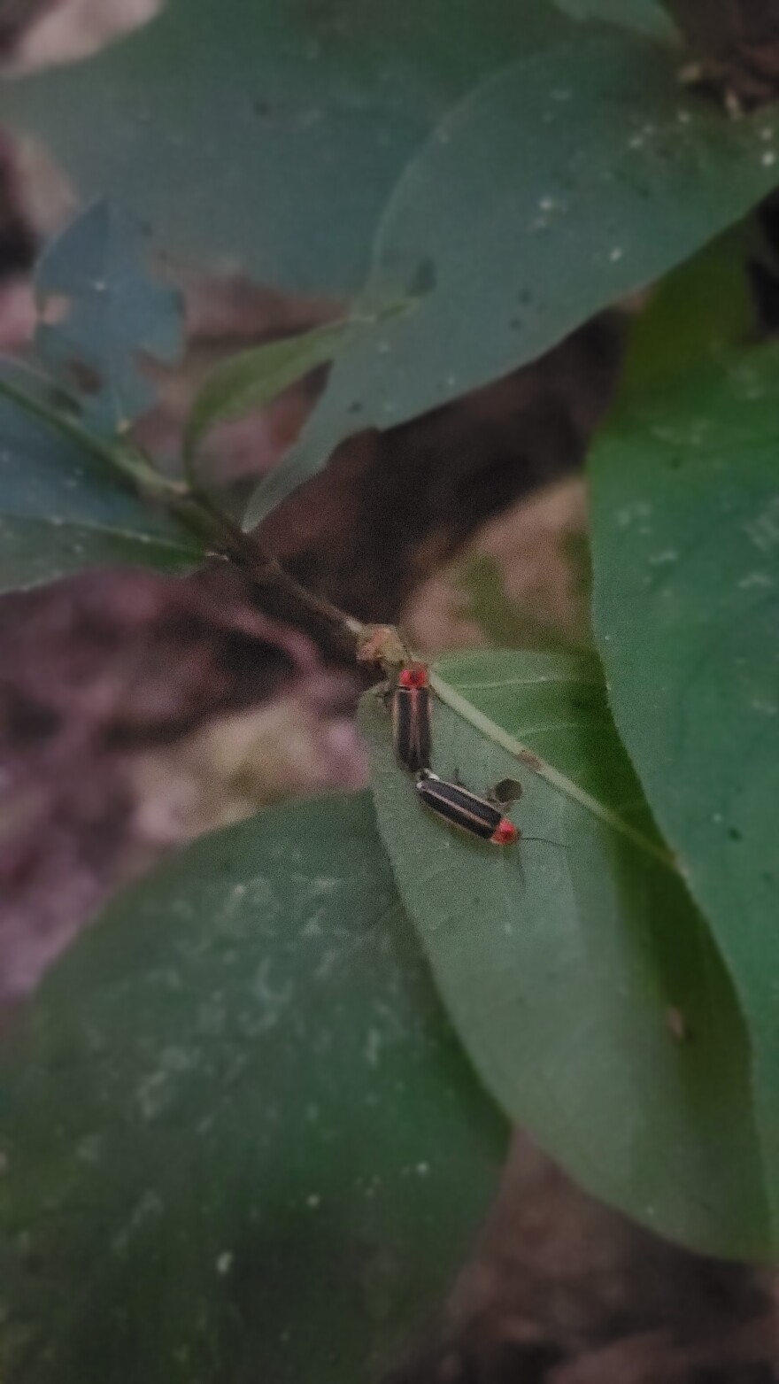 Supervisor Miranda Adams finds fireflies mating during the Glow Patrol firefly count.