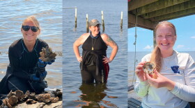 Three portraits of female marine scientists who work on oyster conservation. One woman stands in Mobile Bay while the others hold oyster shells.