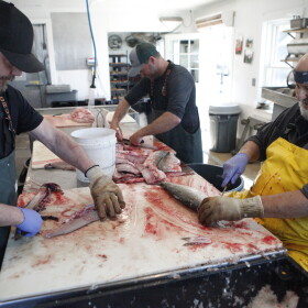 Jim VerSnyder (right) filets a whitefish at Carlson's Fishery in April, 2024. (credit: Dan Wanschura / Points North)