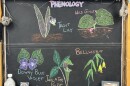 Chalk illustrations show a downy blue violet, Jack in the pulpit, bellwort, wild ginger, and trout lily.