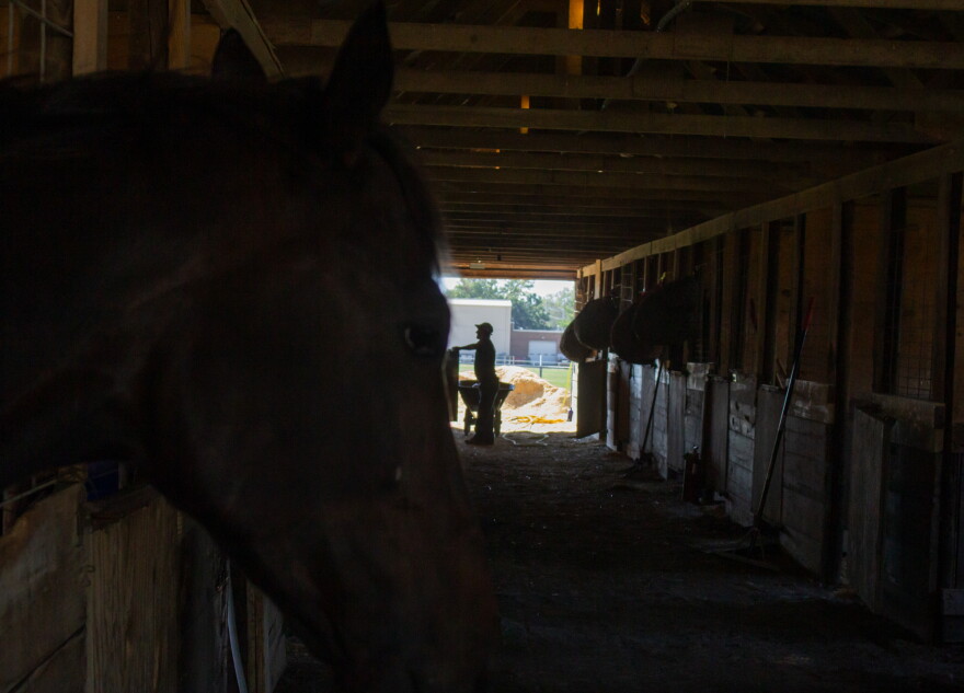 Horses at Eureka Downs rest in the shade of the track's barns a week before racing begins.
