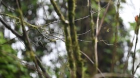 Hummingbird perched on a tree at La Selva biological station. May 22, 2026. Costa Rica.
