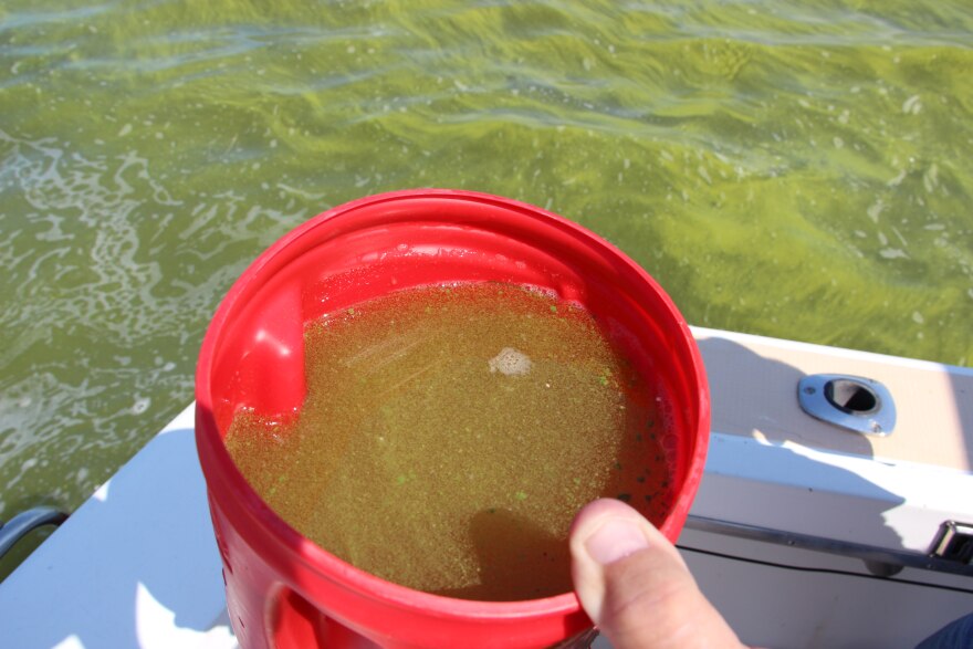 A small sample of the thick, bacteria-ridden algae spreading across Lake Erie