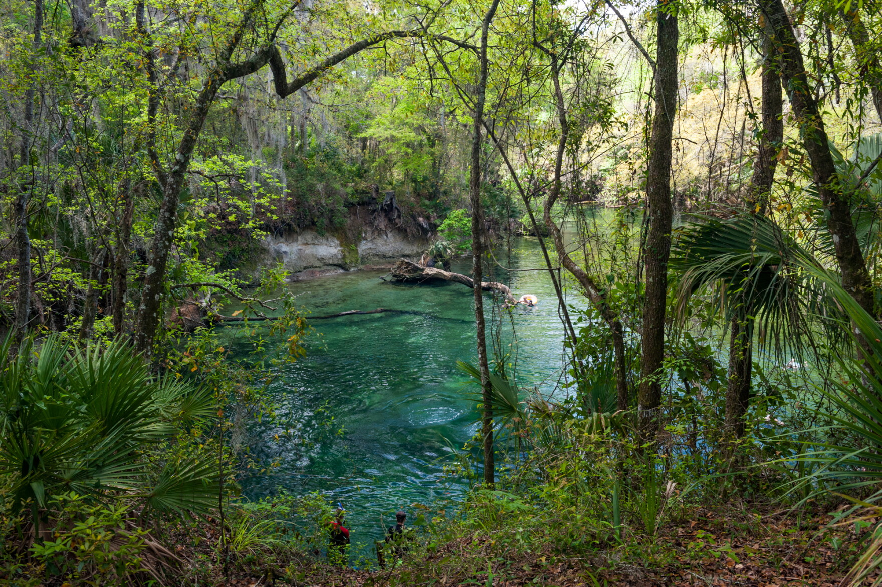 Floridea Spring New plans for restoring Florida springs are almost ready