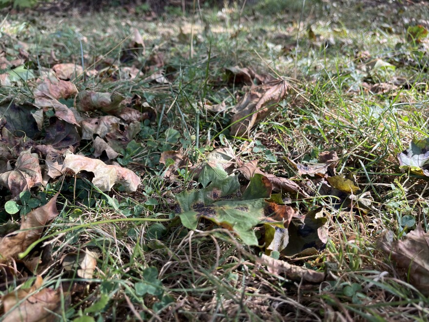 Leaves litter Nugent's yard.