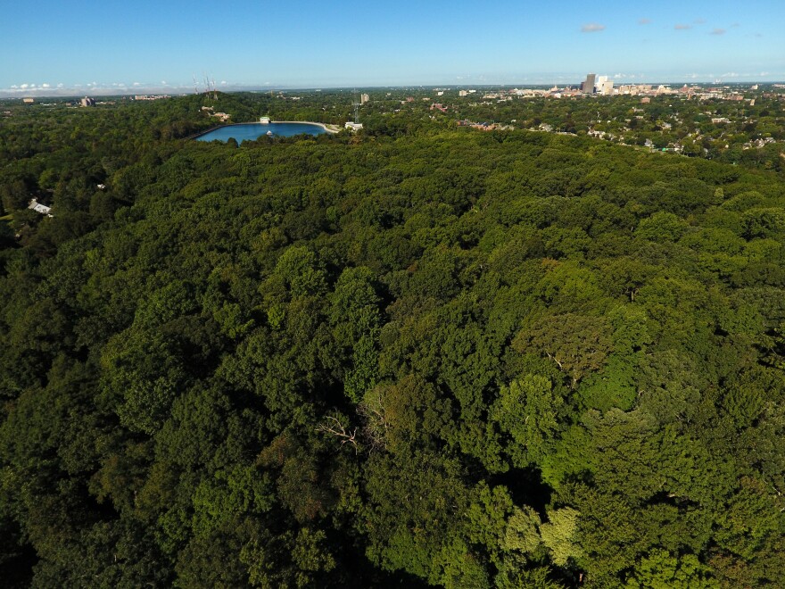 City officials want your input on a plan for Rochester’s urban forest
