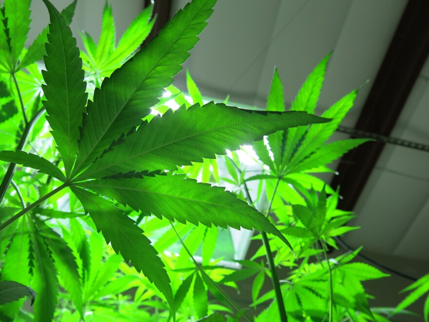 Hemp plants look much like their cousin, marijuana, but lack the THC compound that gives users a high. Hemp fibers are used to make rope, clothing and car interiors.