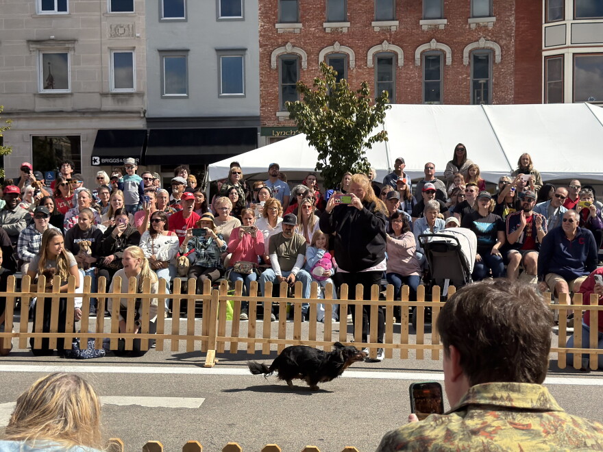 A dachshund races at Woosterfest's Wiener dog race. 