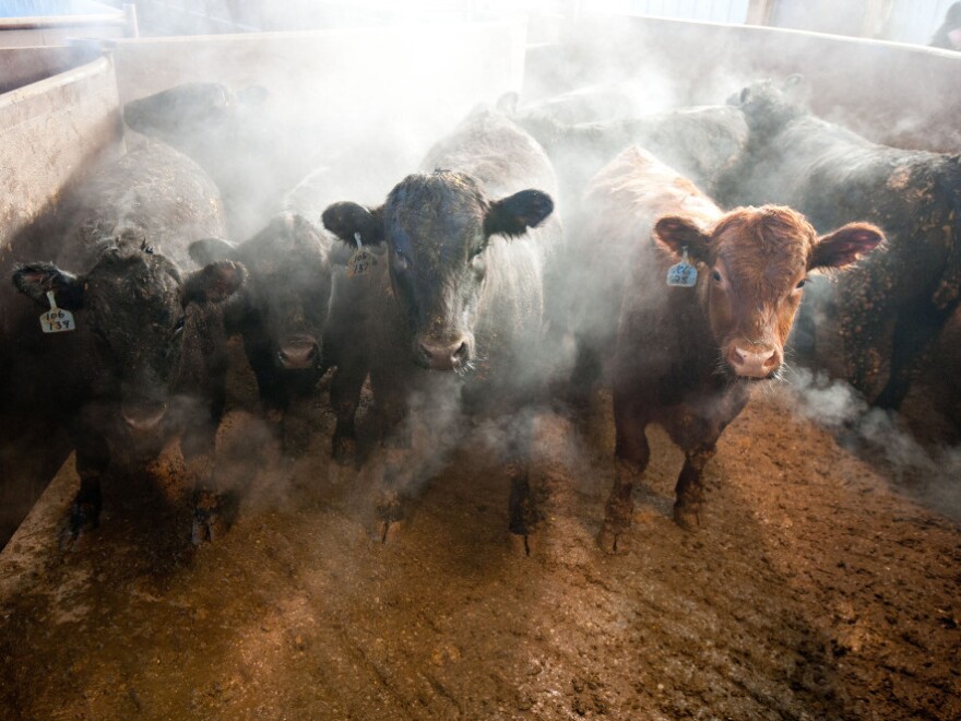 Beef cattle stand in a barn on the Larson Farms feedlot in Maple Park, Ill.