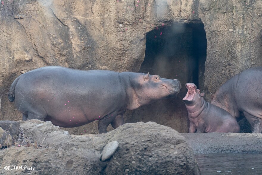 a large hippo approaches a smaller hippo who is opening its mouth in what looks like a wide yawn