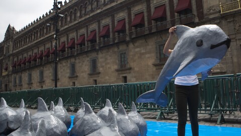FILE - In this July 8, 2017 file photo, a young woman with the World Wildlife Fund carries a papier mache replica of the critically endangered porpoise known as the vaquita marina, during an event in front of the National Palace in Mexico City. Researchers in Mexico were thrilled to have captured one of the few remaining vaquita porpoises on Saturday, Nov. 4, but the adult female died after a few hours in captivity in a floating pen, raising questions about the last-ditch effort to enclose the world's smallest porpoises to save them from extinction. (AP Photo/Rebecca Blackwell, File)