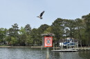 An osprey flies from its nest along the Lynnhaven River in Virginia Beach on April 7, 2026.