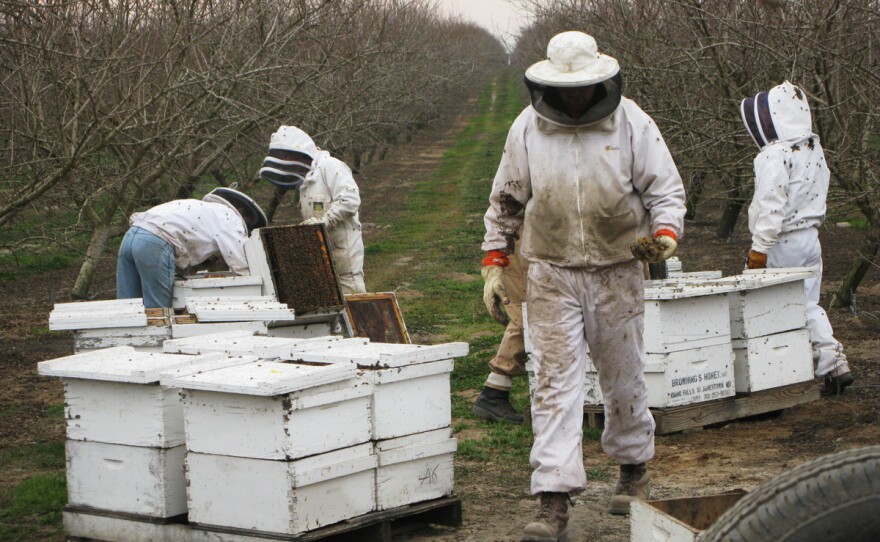 Hired beekeepers work to pollinate an almond orchard near Snelling, Calif. Wild bees play a critical role in helping honeybees pollinate crops, but they often can't survive on modern monoculture farms.