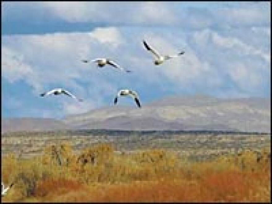 Scott Weidensaul's new book, <I>Return to Wild America -- A Yearlong Search for the Continent's Natural Soul</I> is one of many nature books and rootsy CDs recommended here.