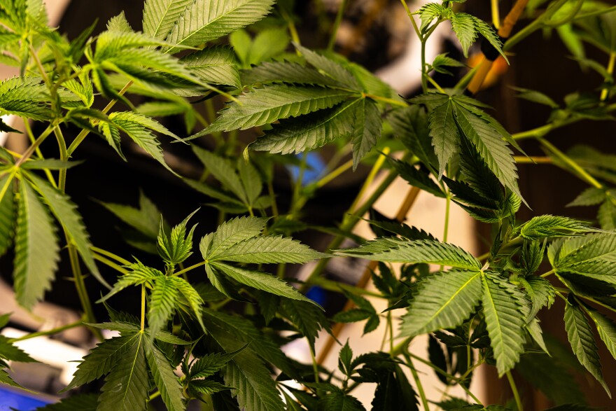 A cannabis plant growing. The green leaves are spread out like fingers. The flowers or buds have yet to form.
