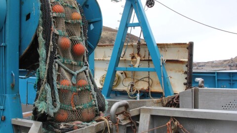 Trawl net and codend in Unalaska's Carl E. Moses Boat Harbor, April 2025.