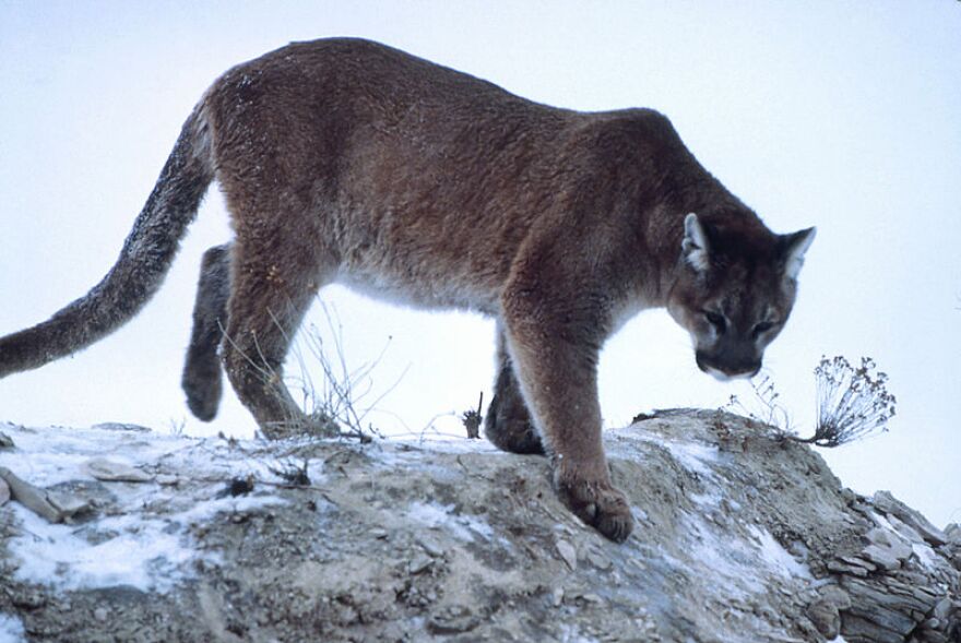 melanistic mountain lion