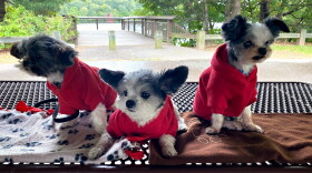 Gizmo (at right), a school therapy dog made famous by a mental health guidebook for kids, is retiring after 12 years. Stepping into his paw prints are his younger brother Gadget (center) and pal Tiny Teddy (left), both certified therapy dogs. The trio often meet for play dates here at Northwest Park in Manchester.