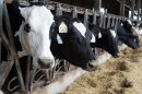 Holstein cows look out from a barn on the Yancey’s dairy farm. The family has had to downsize their herd since losing four employees during an immigration enforcement operation conducted with the Page County Sheriff’s Office.