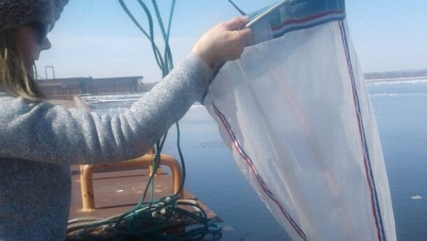 Researchers use nets and traps to monitor invasive bloody red shrimp in Duluth-Superior Harbor.