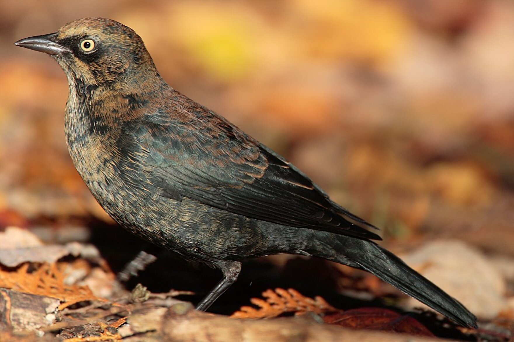The Number Of Birds In Maine And The Rest Of The Country Is Declining