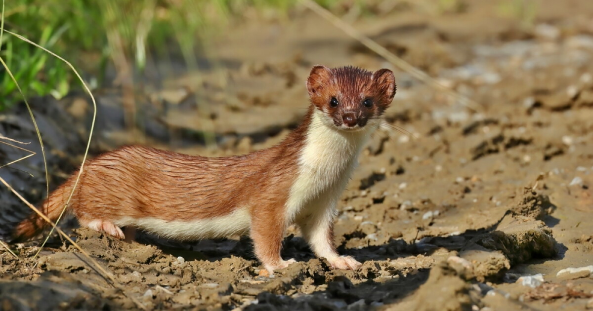 The Thieving Weasel Gets the Vote! | Ideastream Public Media