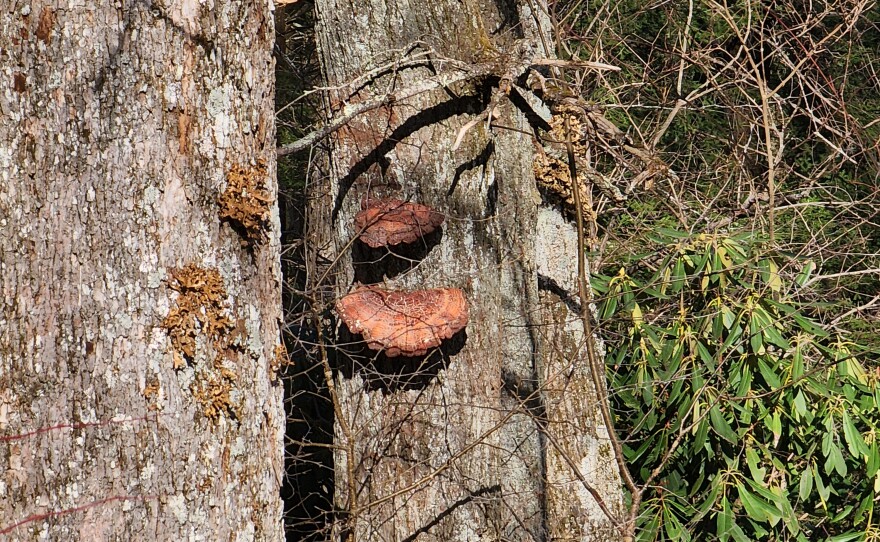 Pictures on the way to translator site on Hibriten Mountain in North Carolina.