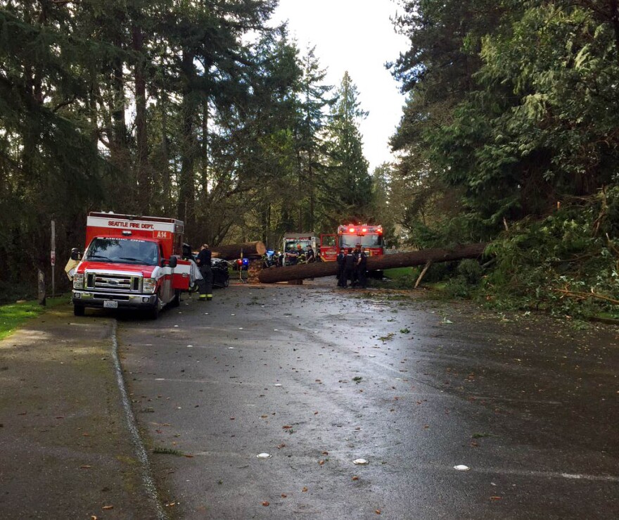 The upper loop trail in Seward Park, where a tree fell on a BMW station wagon. Eric Medalle, 42, was killed; his toddler daughter was in the backseat and survived. 